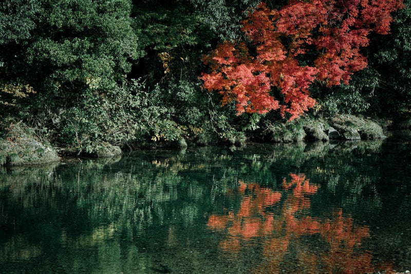 川端の紅葉の写真