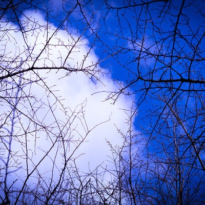 木々の隙間から見上げる空の写真