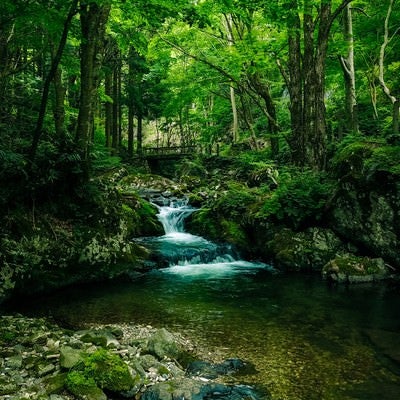 緑に覆われた白賀渓谷（岡山県鏡野町）の写真