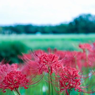 畦に咲く曼珠沙華（マンジュシャゲ）の写真