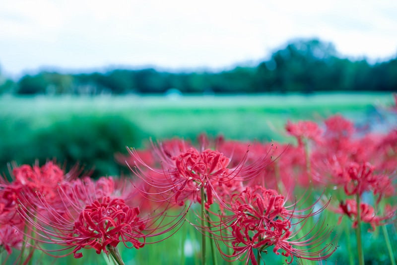 畦に咲く曼珠沙華（マンジュシャゲ）の写真