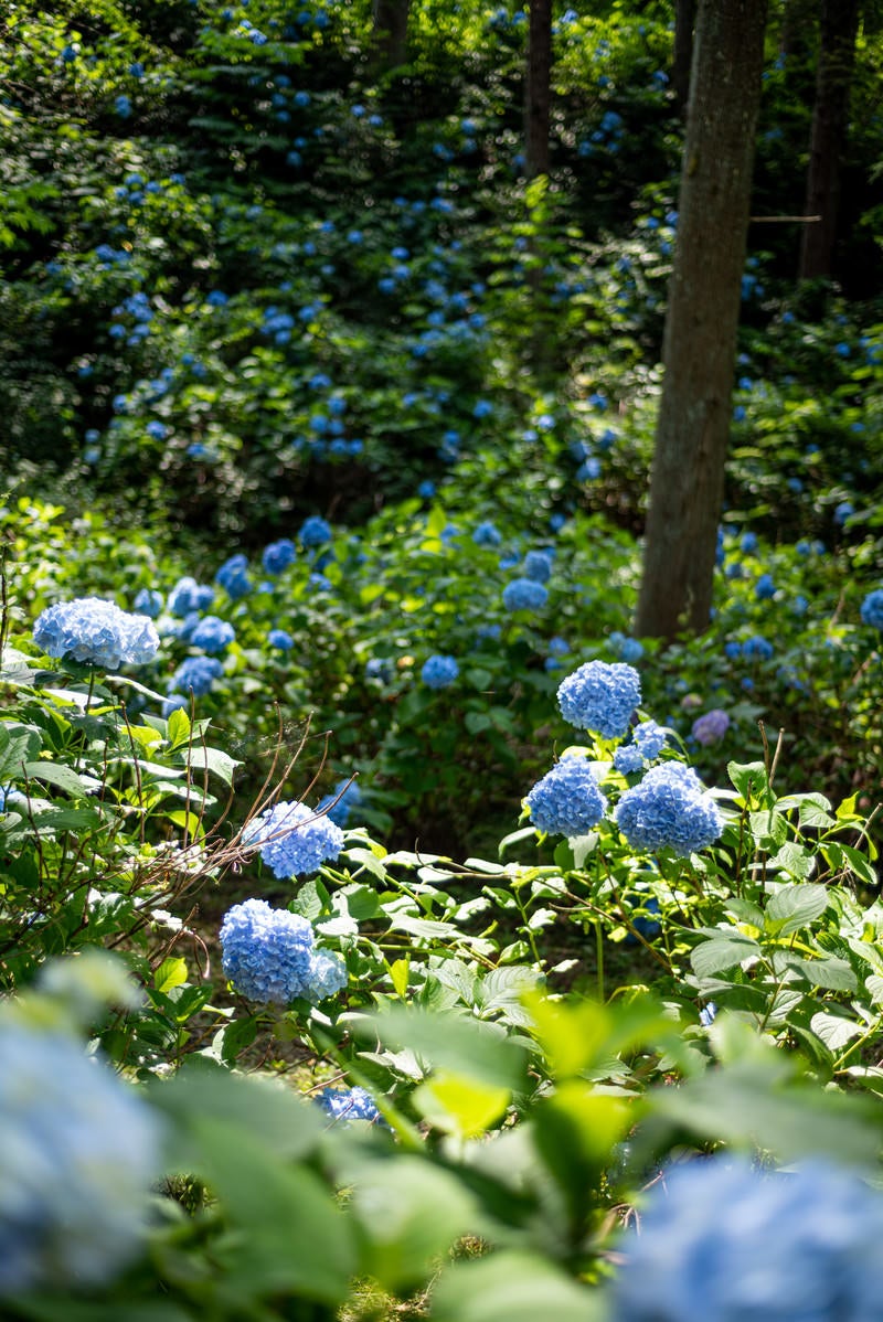 群生する紫陽花に射す光（アジサイ公園）の写真