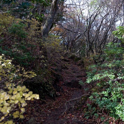 低木が生い茂る天城山の登山道の写真