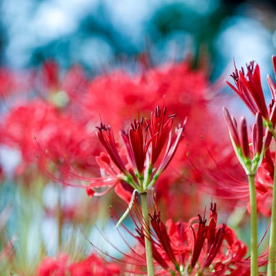 開花前のヒガンバナの蕾の写真