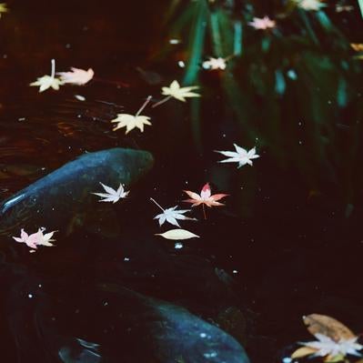 水面に浮かぶ落ち葉（紅葉）の写真