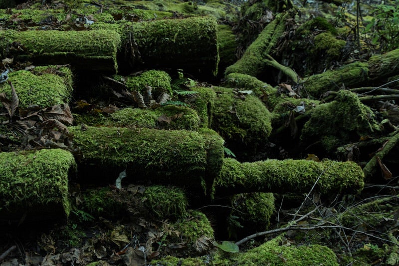 積み上げられた苔生す木材の写真