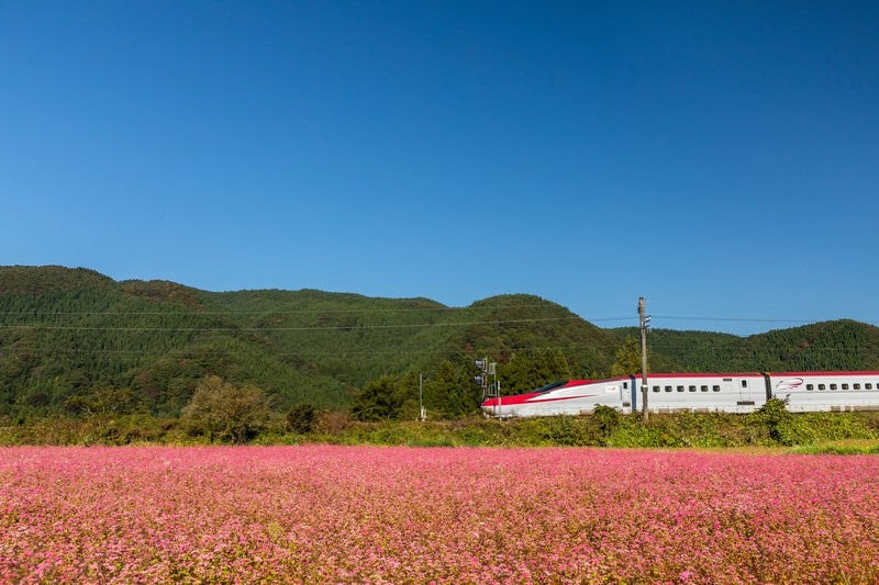 赤いそばの花とこまちの写真