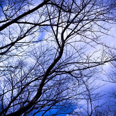 木々の枝と白い雲の写真