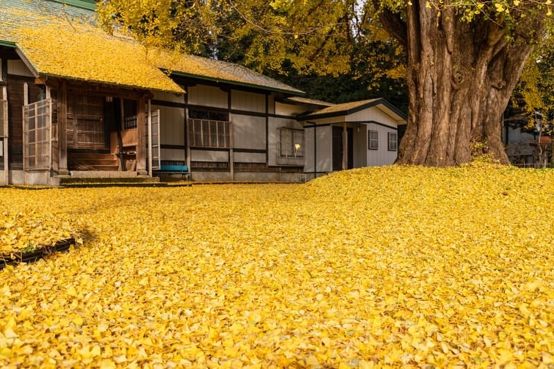 降り積もるイチョウ（真山寺）の写真