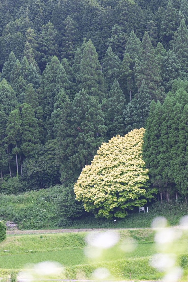 七色樫（6月中旬）の写真