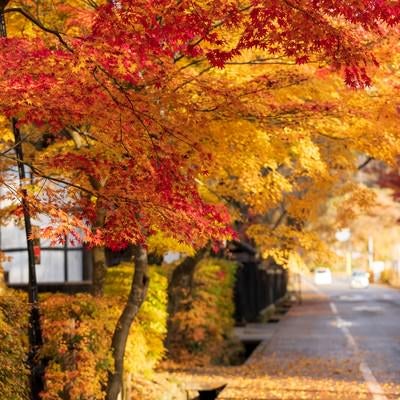 鮮やかな紅葉（角館武家屋敷）の写真