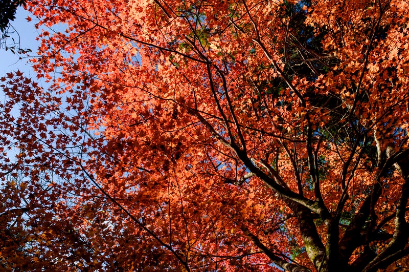 天城山で撮影した紅葉した木々の写真