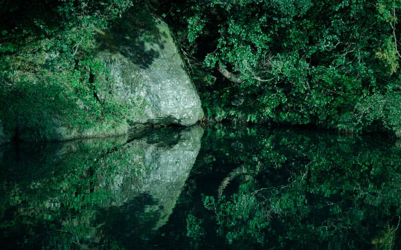 揺らめく水面の木々の写真