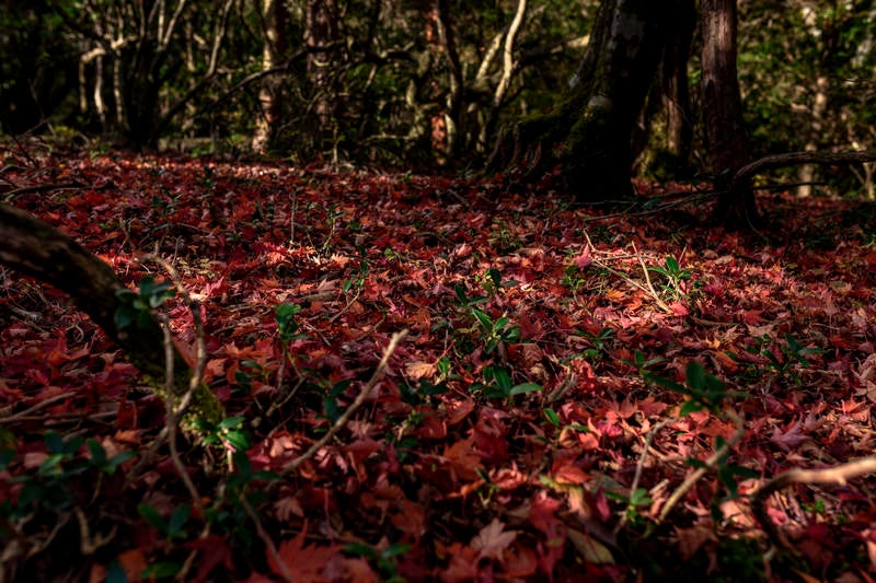 紅葉の絨毯（天城山）の写真