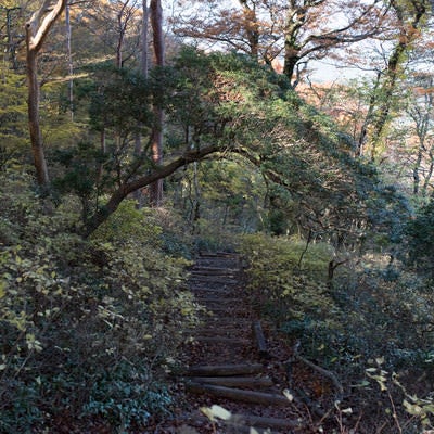 緑が生い茂る天城山の登山道の写真