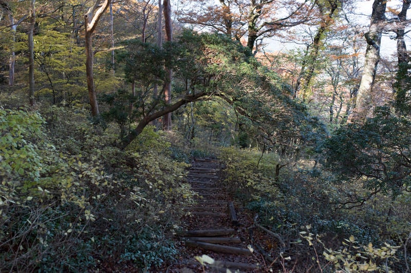 緑が生い茂る天城山の登山道の写真