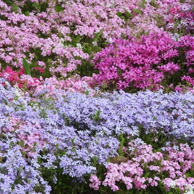 シバザクラ（芝桜）の写真