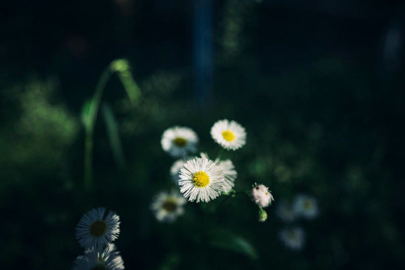 ハルジオンの花の写真