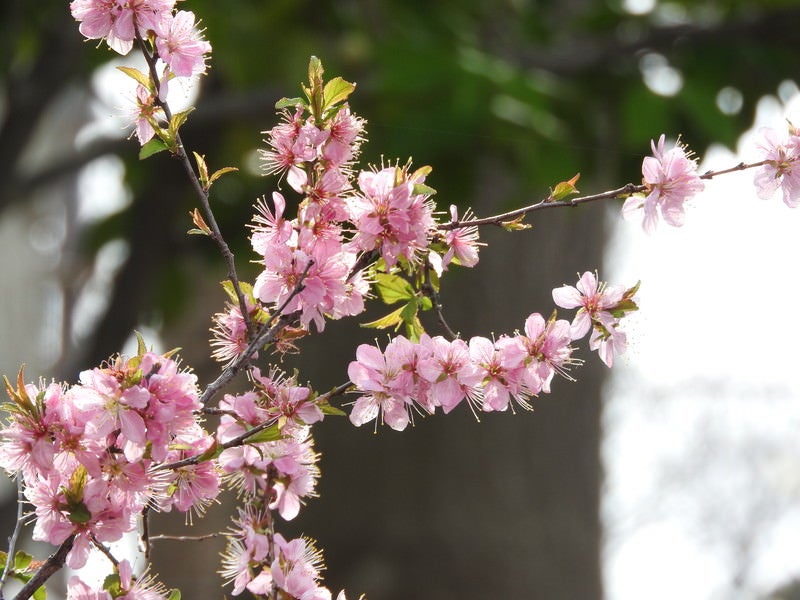 ニワウメの花の写真