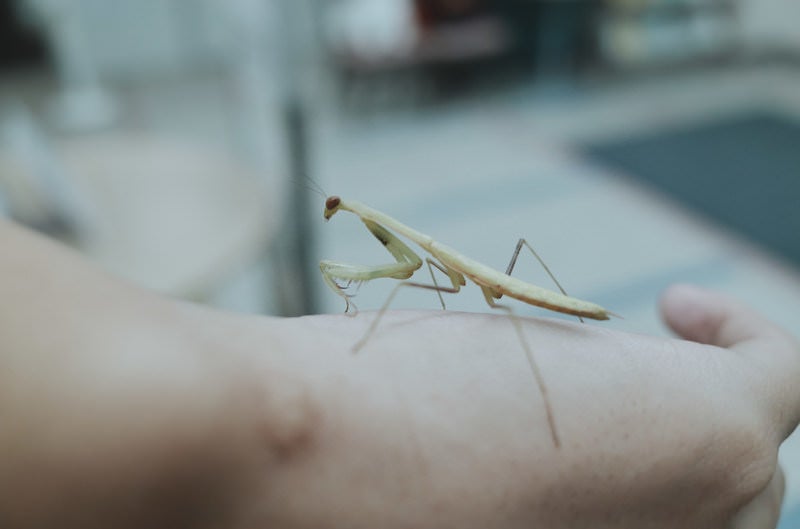 手の上に乗るカマキリの写真