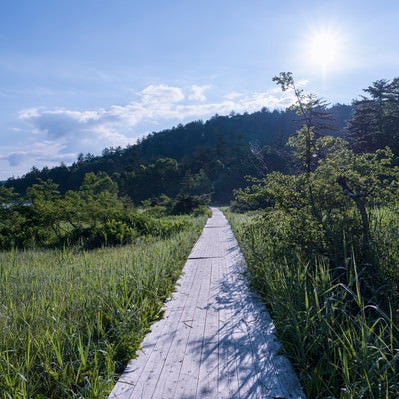 尾瀬沼湖畔の木道と湖の写真