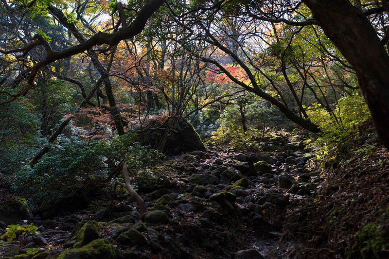 鬱蒼とした樹林が続く天城山の麓の写真