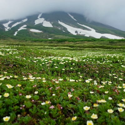 チングルマがどこまでも咲く大雪山裾合平（すそあいだいら）の写真