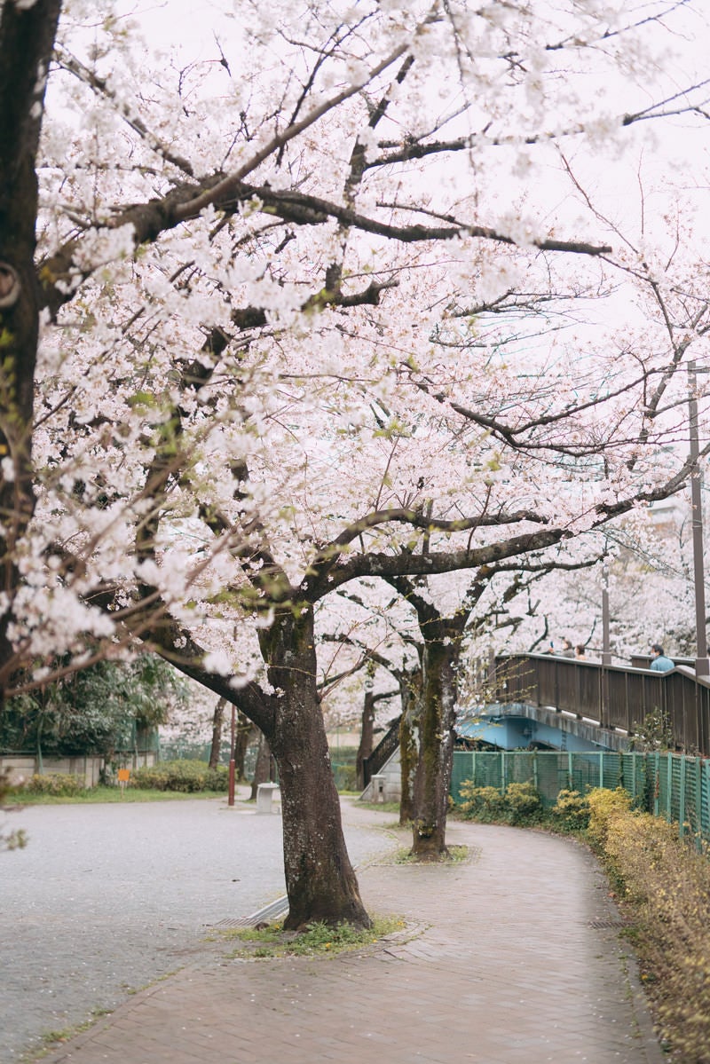 満開の桜並木の写真