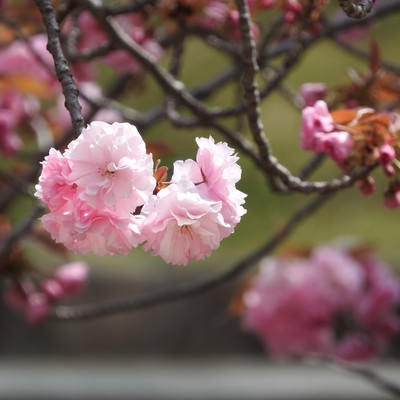 花開く八重桜の写真