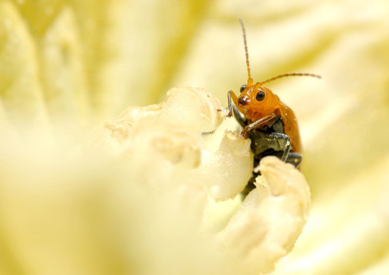 かぼちゃの花にウリハムシの写真