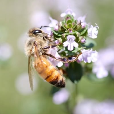 ハーブから吸蜜するセイヨウミツバチの写真