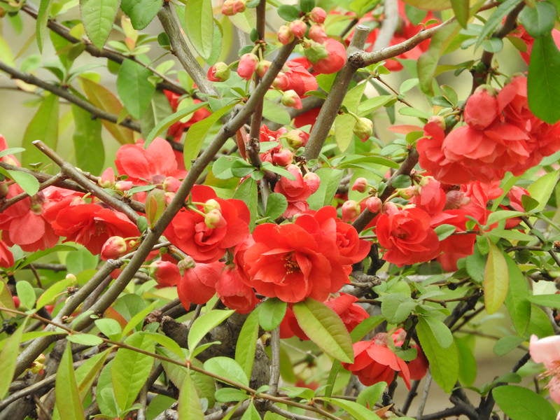 木瓜の花の写真