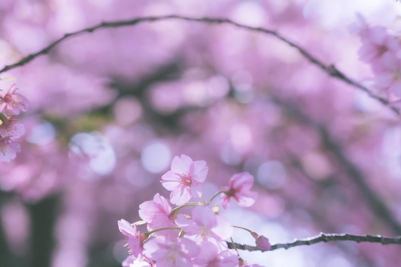 ふんわりとしたミストライクな桜の花の写真