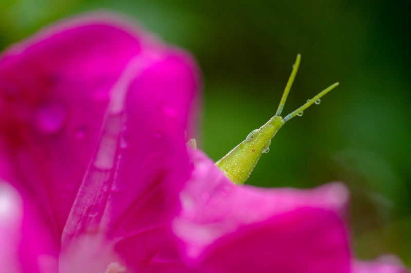 雨に濡れたオンブバッタの写真