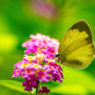 蜜を吸うキチョウの写真