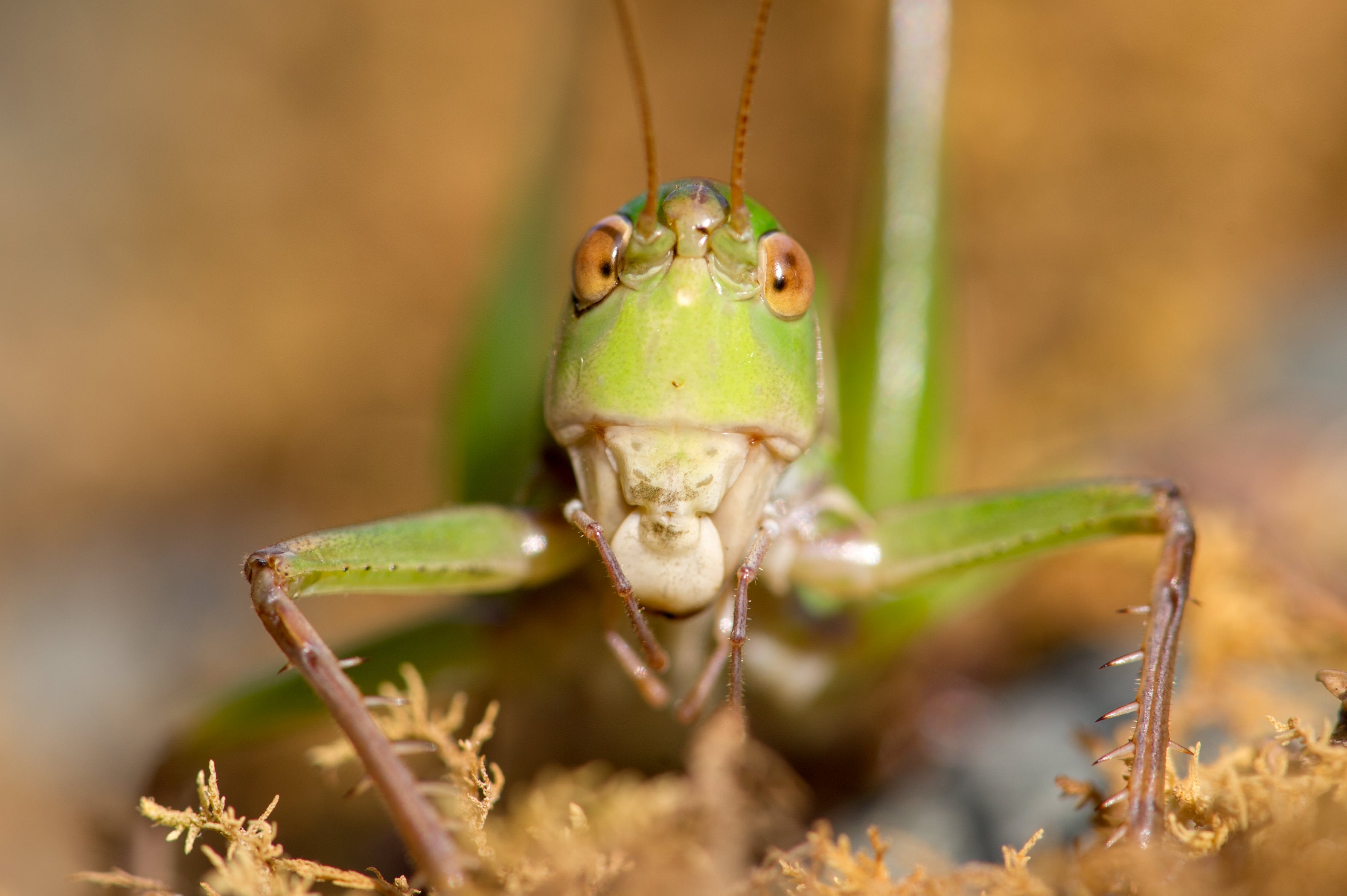 キリギリスの正面顔の写真