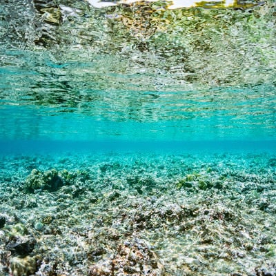 透明度の高い海中から見る水面の写真