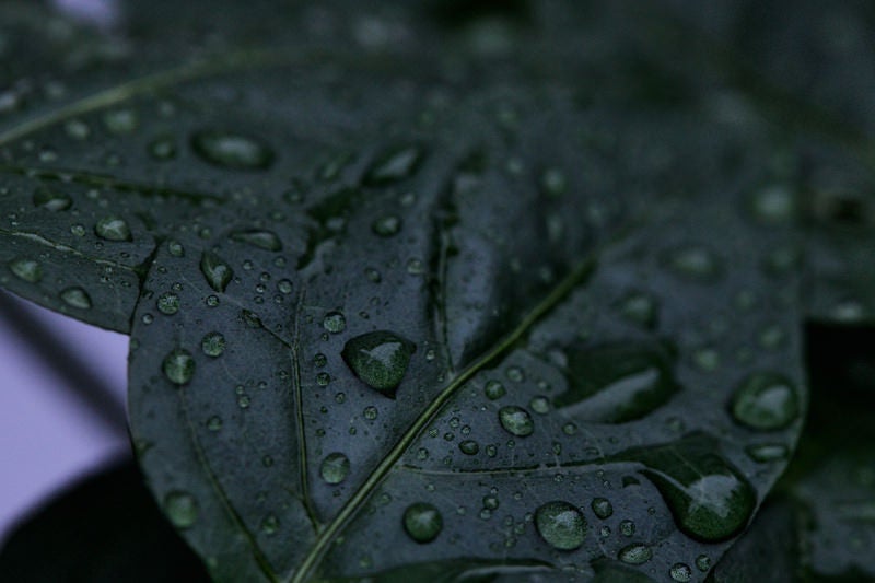 葉の上に溜まる雨粒の写真