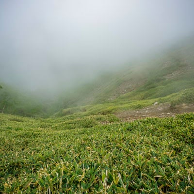 ガスに包まれた笹の登山道の写真