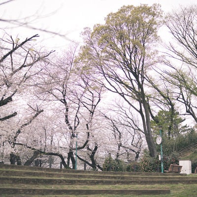 板橋区立加賀公園（春）の写真