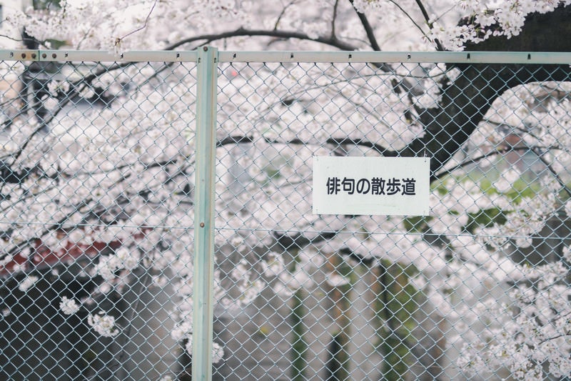 俳句の散歩道（石神井川緑道）の写真