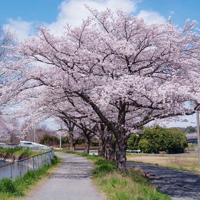 春満点の河川敷の桜の写真