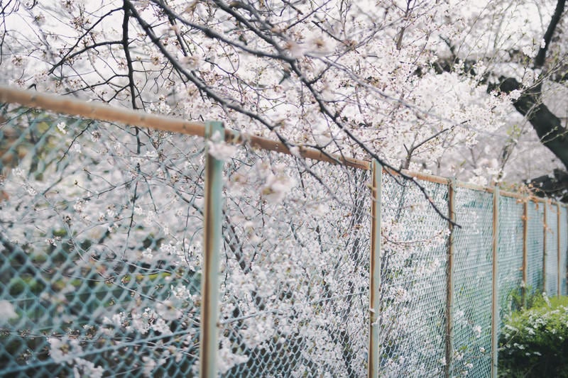 石神井川緑道のフェンスと満開の桜の写真