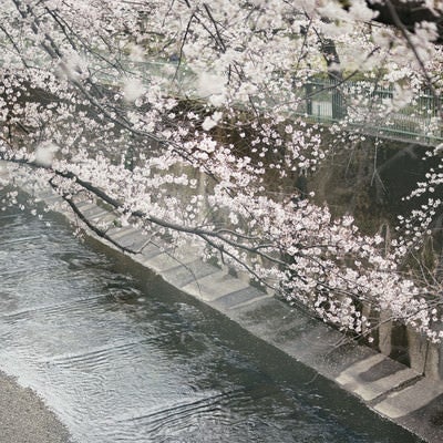 石神井川を覆う桜の花の写真