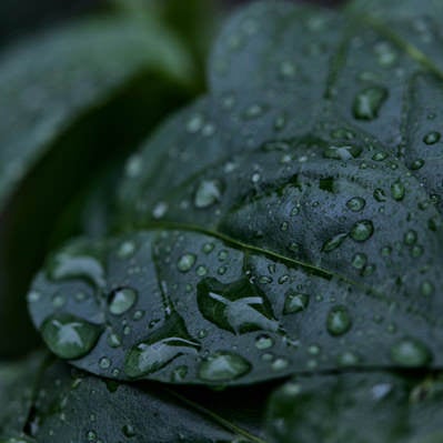 雨に打たれた葉っぱの写真