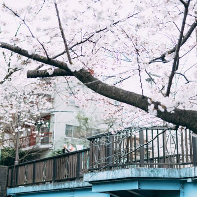 石神井川に架かる東橋から満開の桜を撮るの写真