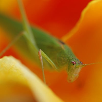 花の間に潜むツユムシの写真