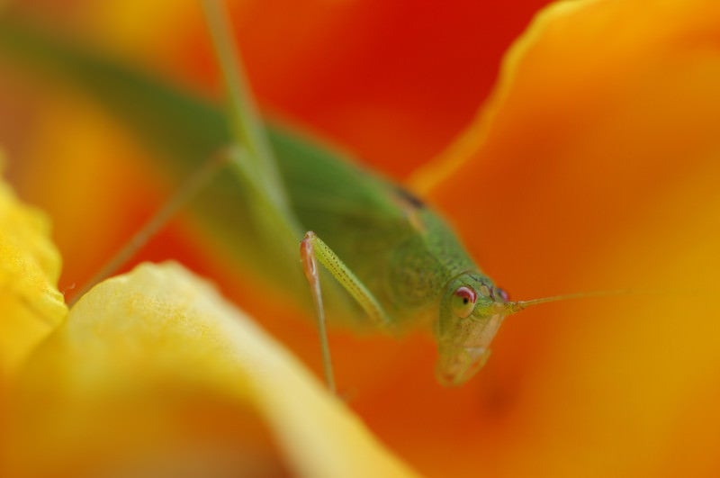 花の間に潜むツユムシの写真