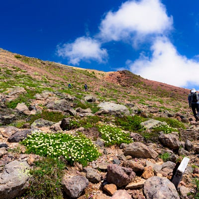 高山植物と火山の登山道を歩く（大雪山旭岳）の写真