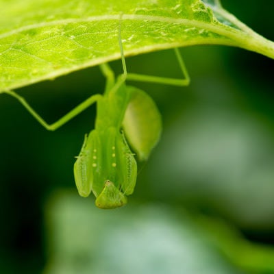 葉の裏に潜むハラビロカマキリの写真